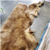 Image 2 : BEAR SKIN RUG