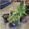 Image 1 : FOUR LIVE PLANTS