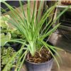 Image 2 : FOUR LIVE PLANTS