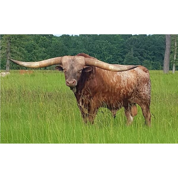 Fifty-Fifty BCB 5 Straws of Semen