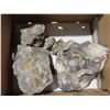 Image 1 : Box of fossils
