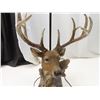 Image 2 : Working deer lamp
