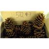 Image 2 : Lot of Pine cones