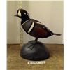 Image 1 : Taxidermy Mounted Duck