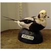 Image 1 : Taxidermy Mounted Duck
