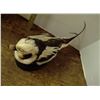 Image 2 : Taxidermy Mounted Duck