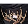 Image 1 : 4 whitetail antler sheds