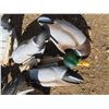 Image 2 : bag with 24 duck decoys