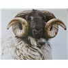 Image 2 : Rams head picture print - 1/4 oak frame - 20"x22"