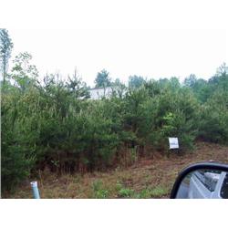 1124 Oswald T. Drive