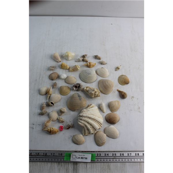 (10+) Sea Shells