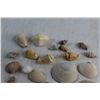 Image 2 : (10+) Sea Shells