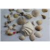 Image 3 : (10+) Sea Shells