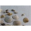 Image 4 : (10+) Sea Shells