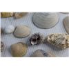 Image 6 : (10+) Sea Shells