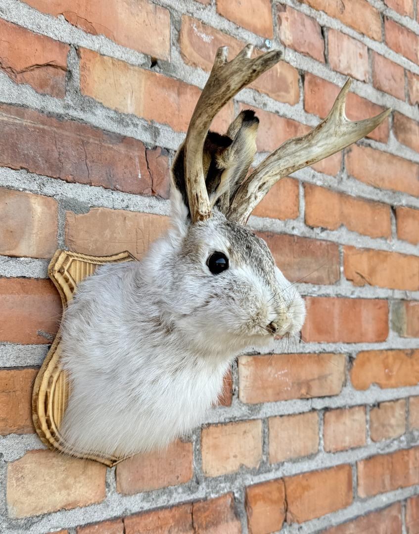 P.L.A.Y. Willow's Mythical Jasper the Jackalope - Trejoï P.L.A.Y. Willow's Mythical Jasper the Jackalope - Trejoï
