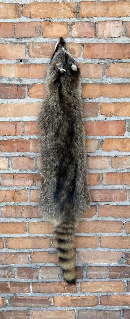 Montana Taxidermy Raccoon Pelt Hide