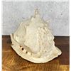 Image 1 : Large Queen Conch Shell