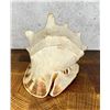 Image 2 : Large Queen Conch Shell