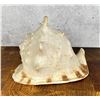 Image 3 : Large Queen Conch Shell