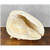 Image 4 : Large Queen Conch Shell