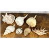 Image 1 : Collection of Medium Size Seashells
