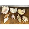 Image 2 : Collection of Medium Size Seashells