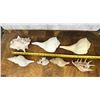 Image 3 : Collection of Medium Size Seashells