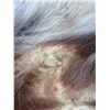 Image 3 : Arctic Wolf Taxidermy Tanned Hide