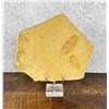 Image 1 : Fossil Leaf Green River Formation Wyoming