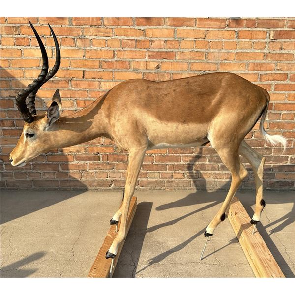 Full Body African Taxidermy Impala