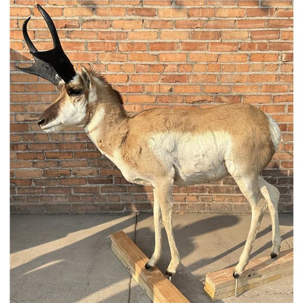 Full Body Taxidermy Pronghorn Antelope