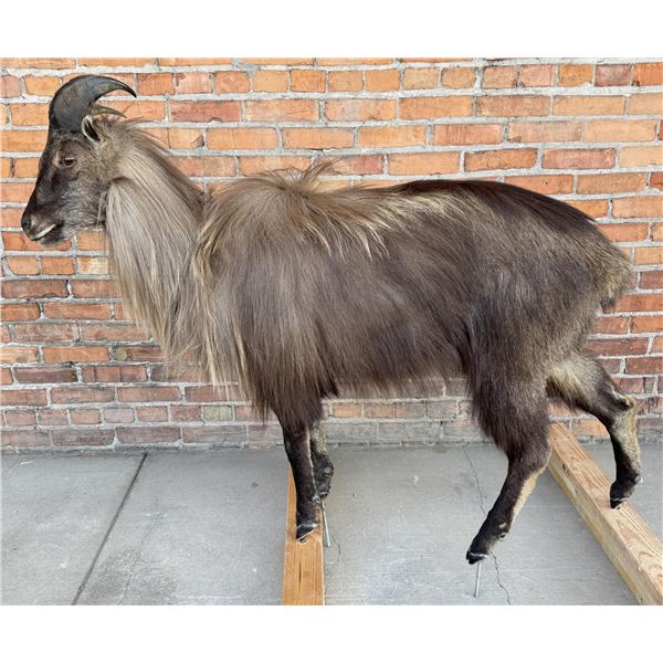 Full Body Taxidermy Himalayan Tahr