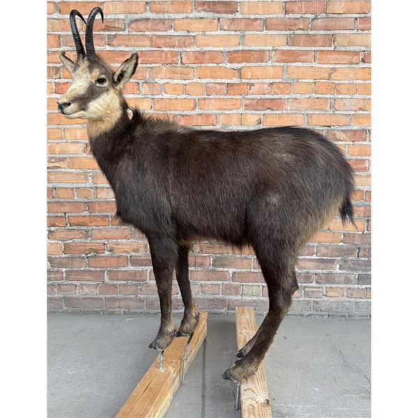 Full Body Taxidermy Chamois