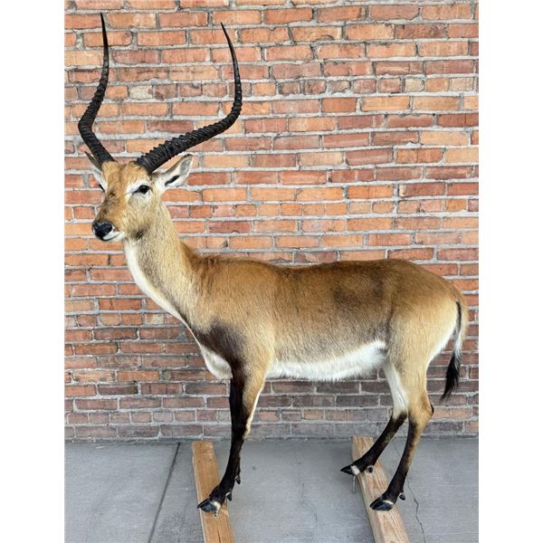 Full Body African Taxidermy Lechwe