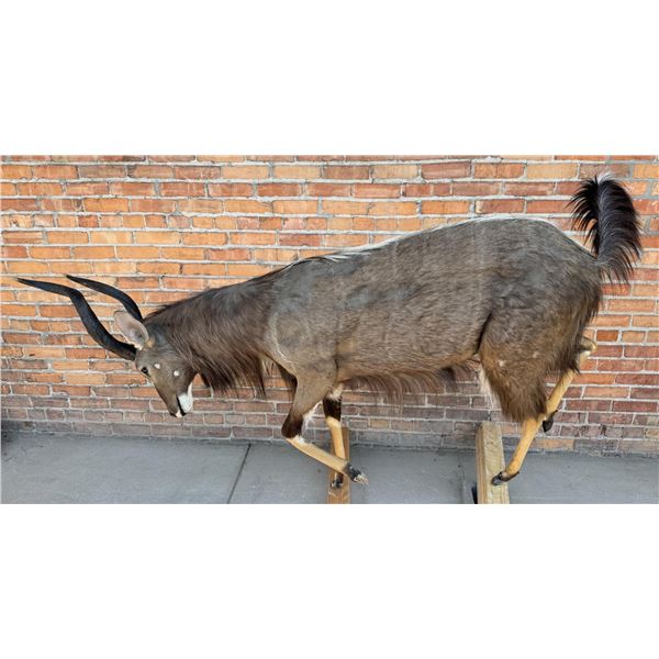 Full Body African Taxidermy Nyala