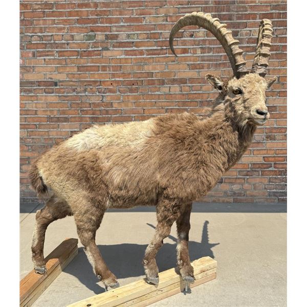 Full Body Taxidermy Siberian Ibex