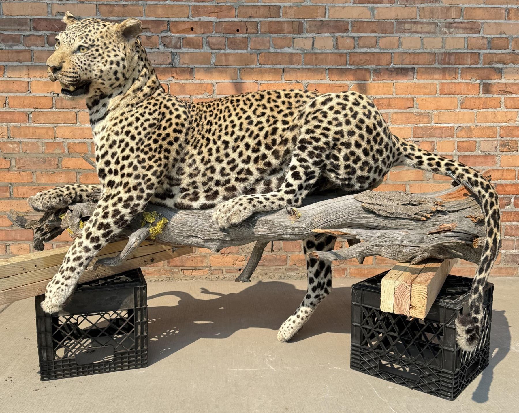 Leopard Body Full Body African Taxidermy Leopard MT Res. Only
