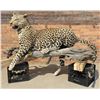 Image 1 : Full Body African Taxidermy Leopard MT Res. Only