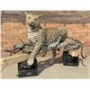 Image 2 : Full Body African Taxidermy Leopard MT Res. Only