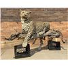 Image 3 : Full Body African Taxidermy Leopard MT Res. Only