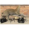 Image 4 : Full Body African Taxidermy Leopard MT Res. Only