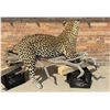 Image 5 : Full Body African Taxidermy Leopard MT Res. Only