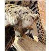 Image 6 : Full Body African Taxidermy Leopard MT Res. Only