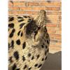 Image 7 : Full Body African Taxidermy Leopard MT Res. Only