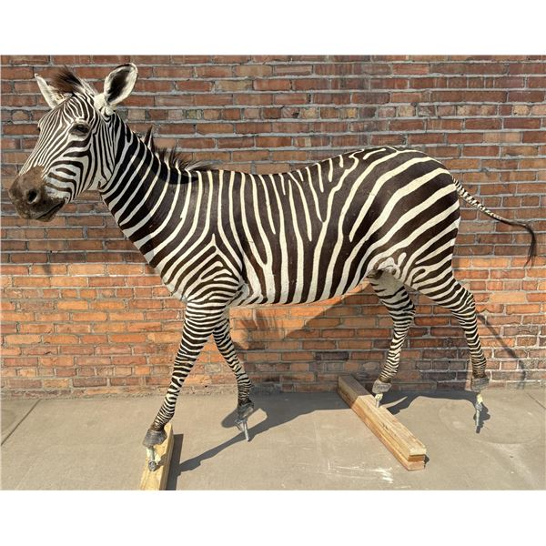 Full Body African Taxidermy Zebra
