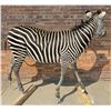 Image 2 : Full Body African Taxidermy Zebra