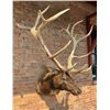 Image 1 : Record Book Non Typical Rocky Mountain Elk