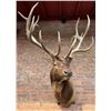 Image 2 : Record Book Non Typical Rocky Mountain Elk