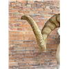 Image 2 : #4 in the World Full Body Taxidermy Dall Sheep